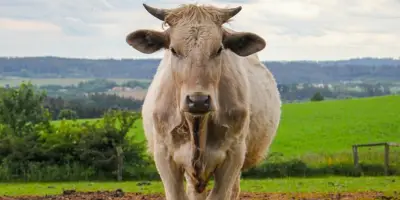 আকিকা না দিলে কোরবানি দেওয়া যাবে কী?